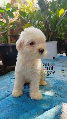 Filhote de Poodle Toy .Leia a Descrição!