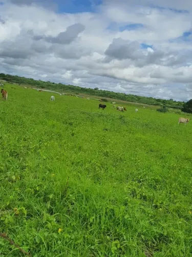 Excelente Fazenda com 205 hectares na região de bom Jesus-RN