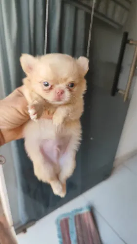 Chihuahua com 58 dias a vermifugados 