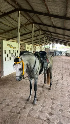 Vendo cavalo mangalarga marchador