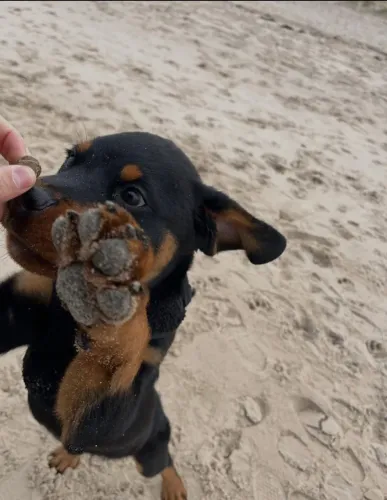 O cão ideal para quem busca proteção e amizade verdadeira. Filhotes disponíveis!