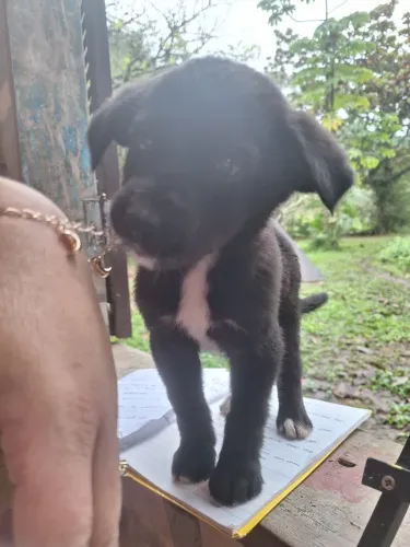Cachorrinhos filhotes