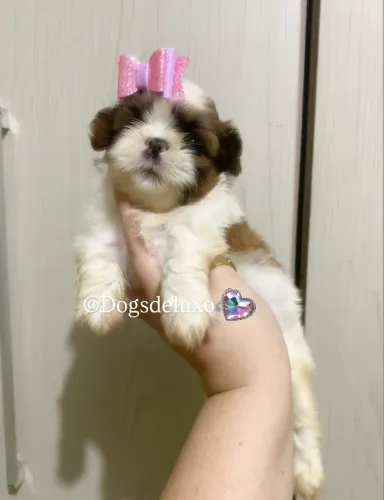 Filhote de Shih-Tzu fêmea de alto padrão, com pedigree.