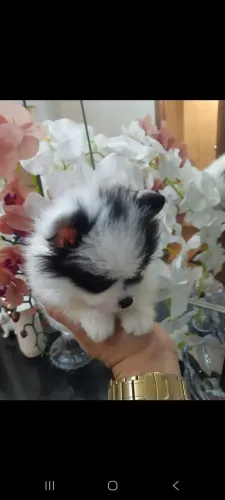 Filhote femea de lulu anão