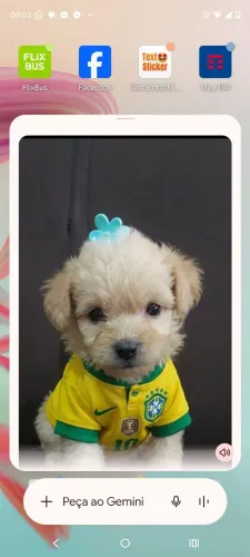 Vendo um filhote de cachorro poodle fêmea