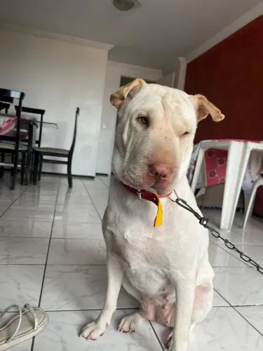 Adoção responsável 