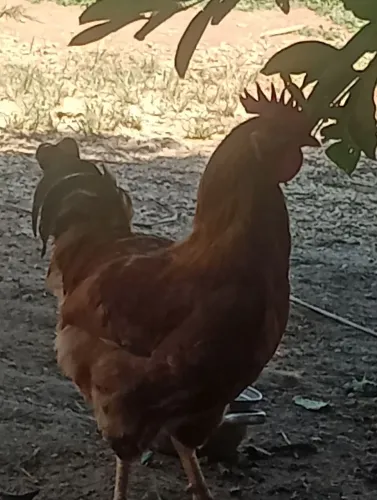 Frango graúdo ótimo para reprodutor 