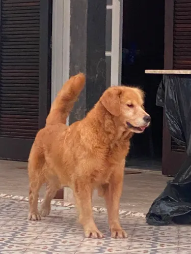 Doação de Golden Retriever Adulta