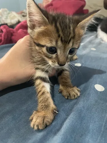 Estou doando 3 gatos