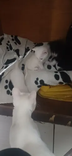 Doa se gatinhos