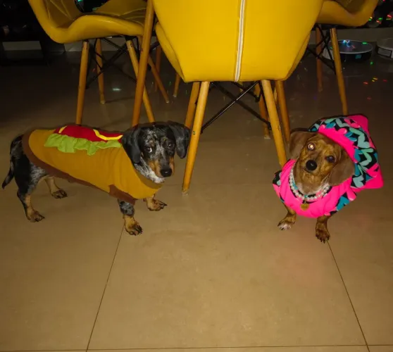 DOAÇÃO DE CASAL DE CACHORROS DA RAÇA DACHSHUND - DF