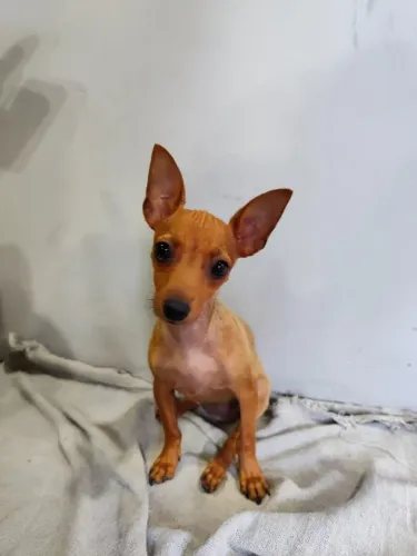 Pinscher Fêmea Legítima