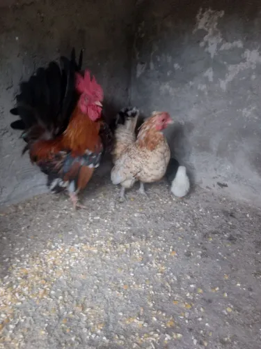Vendo casal com pintinhos de galinha da índia (garnisé)