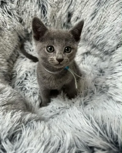 Russian Blue bebe