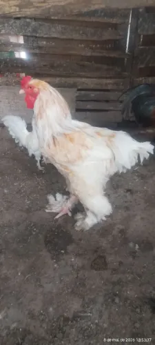 Vendo Galo Brahma lemon