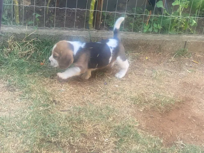 FILHOTES BEAGLE - COM PEDEGREE - ENTREGA GRANDE BH