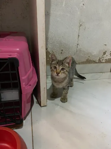 Gatinhos para doação 