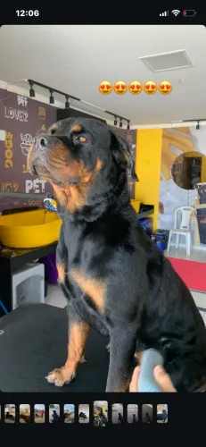 Rottweiler fêmea com pedigree - 3 anos