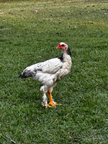 Galos, galinhas e Frangas Caipiras