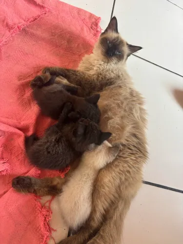 Gatos misturado perça para doação