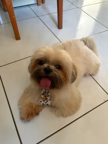 ? Shih-tzu macho disponível para cruza
