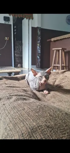 Majestosos Sphynx promoção