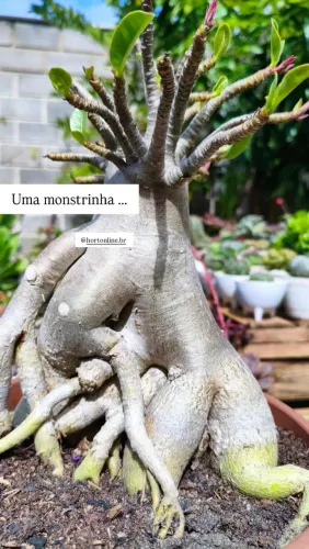 Rosa do deserto arabicum
