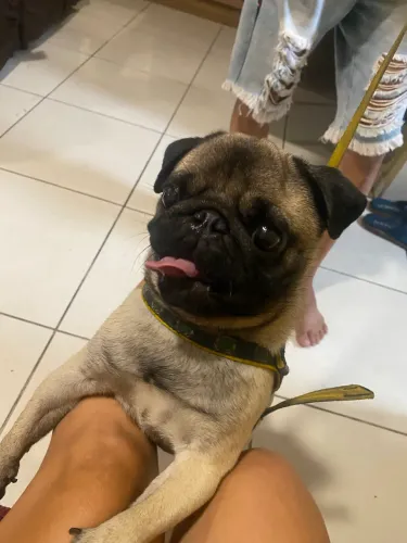 Vendo PUG