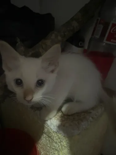Doação de Gatos