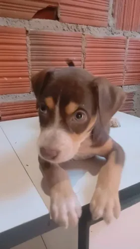 Dálmata filhote 45 dias nascida 29 de maio