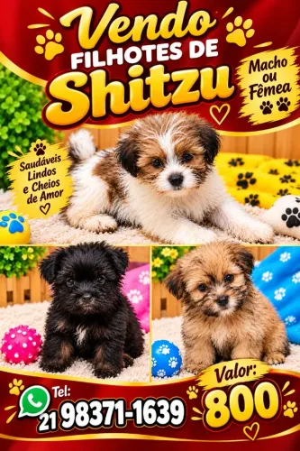 Shitzu