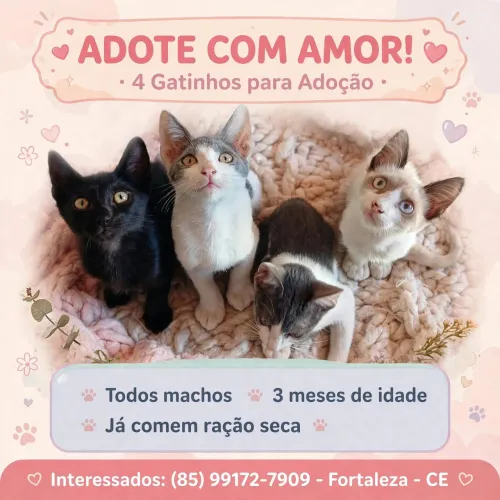 Gatinhos machos disponíveis para adoção responsável 