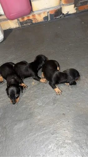 Vendo linda filhote de Basset