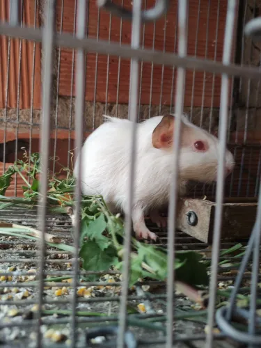 Pouquinho da Índia macho 