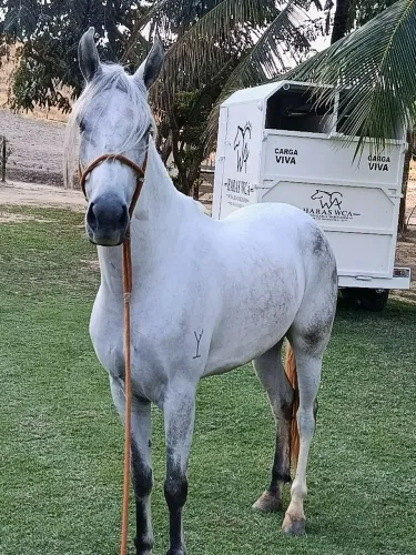 Cavalo mangalarga machador castrado