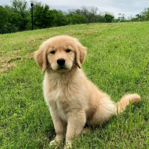 Filhote de Golden Retriever Com Muito Amor Para Compartilhar