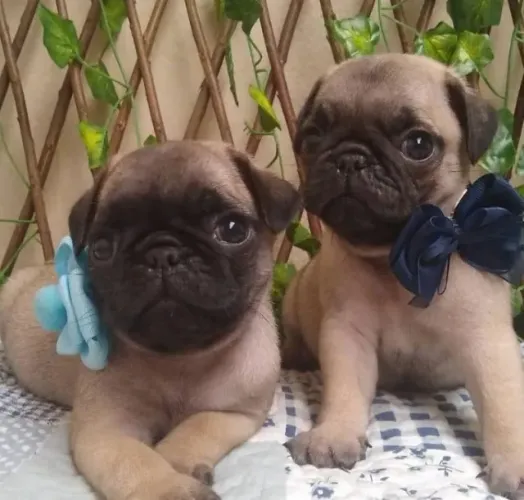 Filhote de Pug Para Curtir Muitos Momentos Especiais