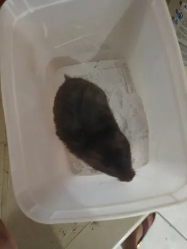 Vende-se hamster fêmea r$ 40 cada