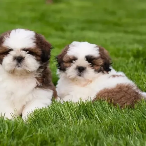 Filhotes de Shih Tzu | Fofura que encanta qualquer um.