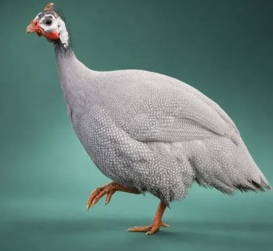 Galinha Angola Prateada