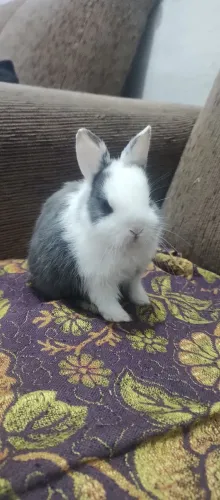 Coelho