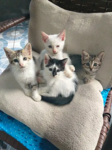 Gatinhos para adoção!