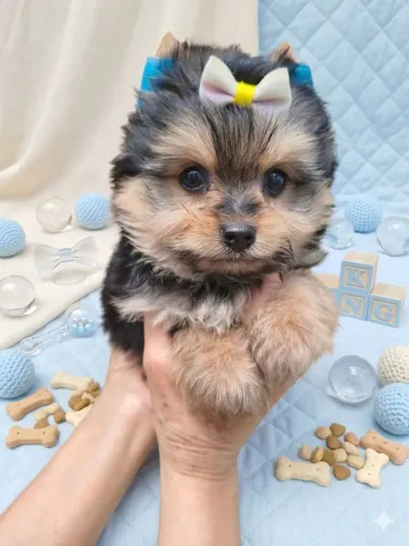 Lindos filhotes Yorkshire terrier disponíveis para vc chamar no chat 