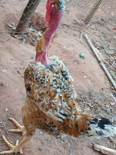 Pintinhos