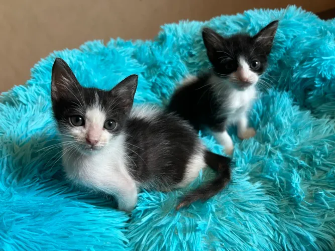 Adote gata fêmea 60 dias gêmeas