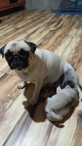 Vendo pug adultos 