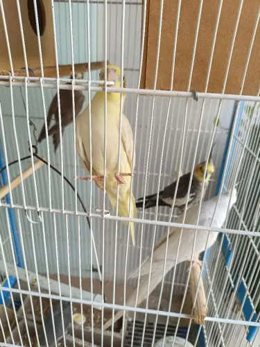 Vendo