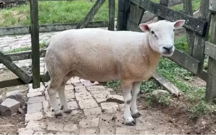 Carneiro texel PO