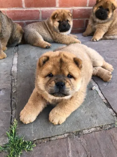 Chow Chow,Chow Chow Filhote Top Padrão da Raça