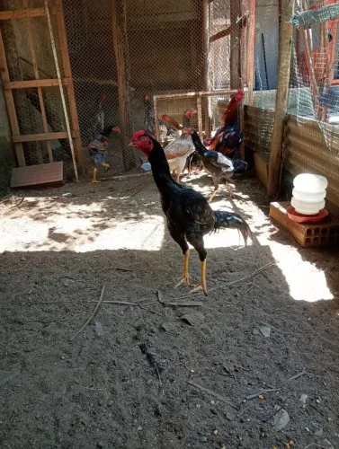 Animais